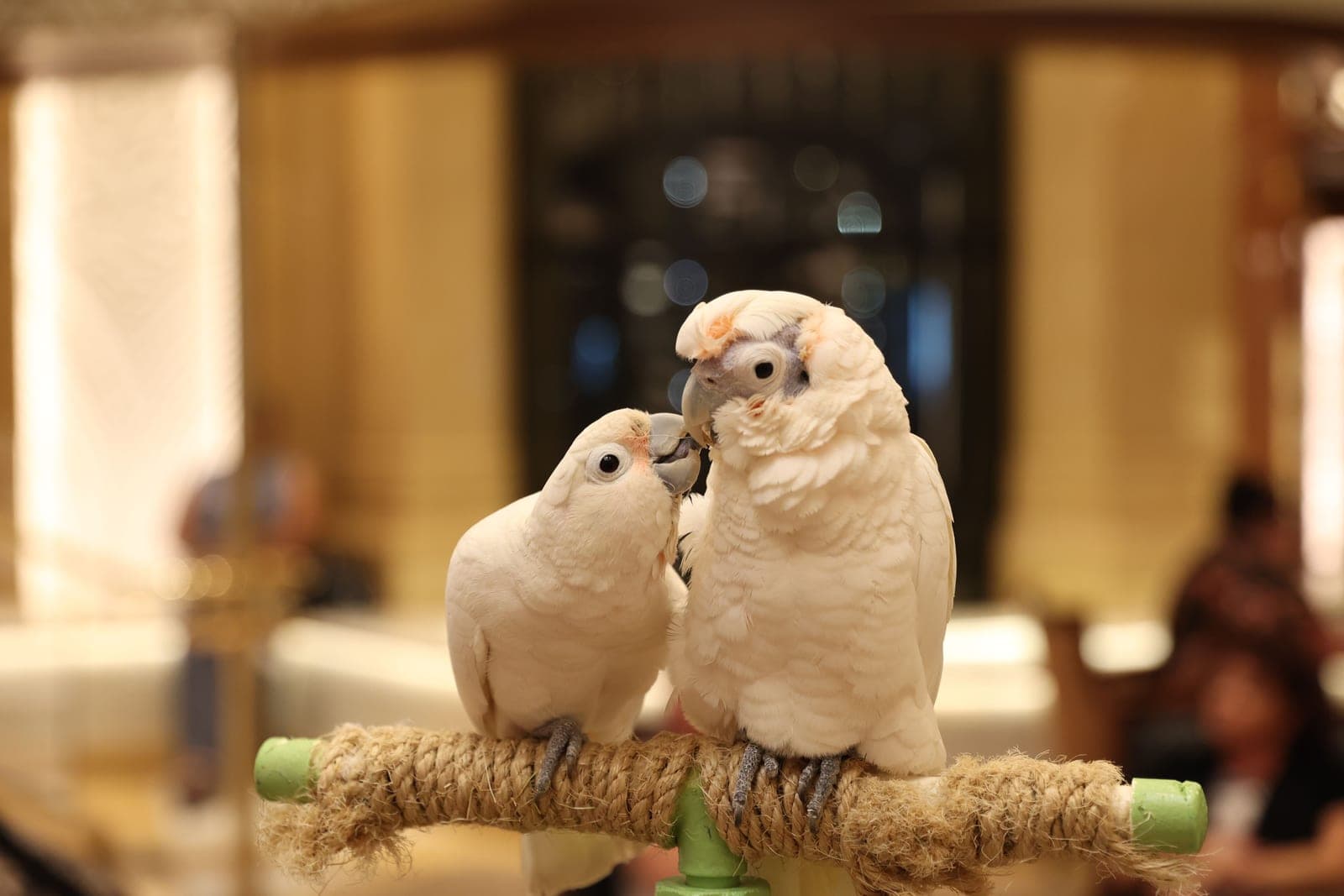 Two pet parrots perched together indoors
