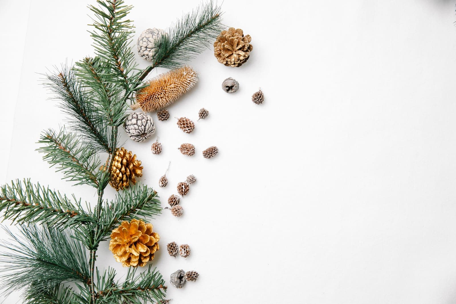 Conifer sprigs and pine cones arranged on a white background