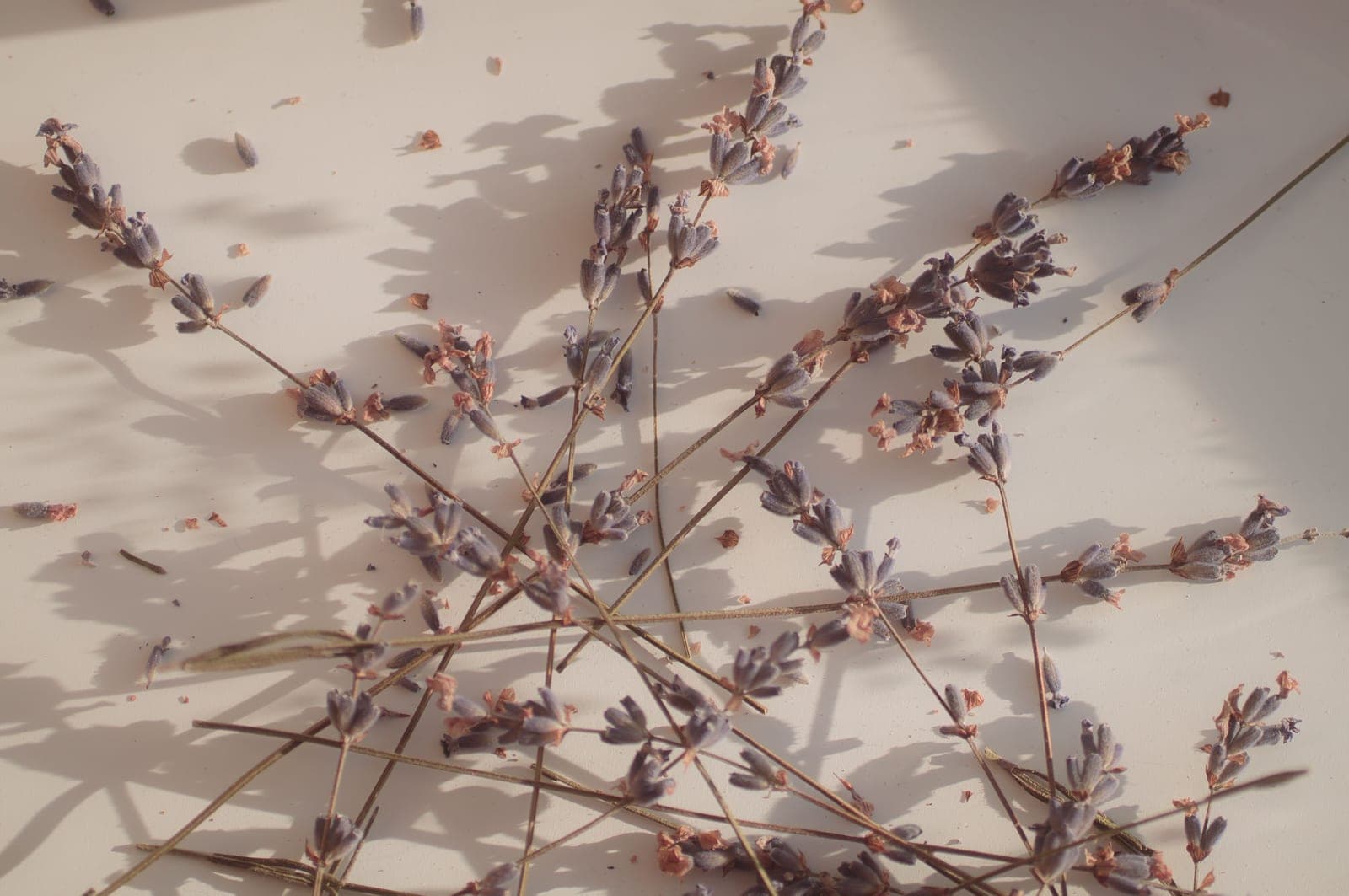 Dried lavender sprigs lit by soft daylight
