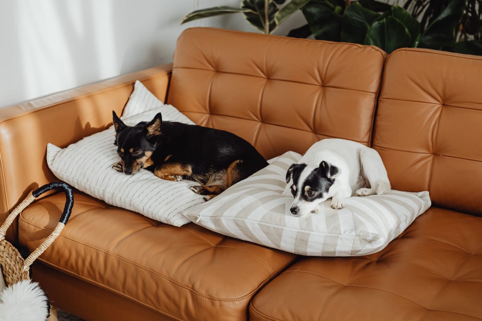 Two dogs resting on cushions on a living-room sofa