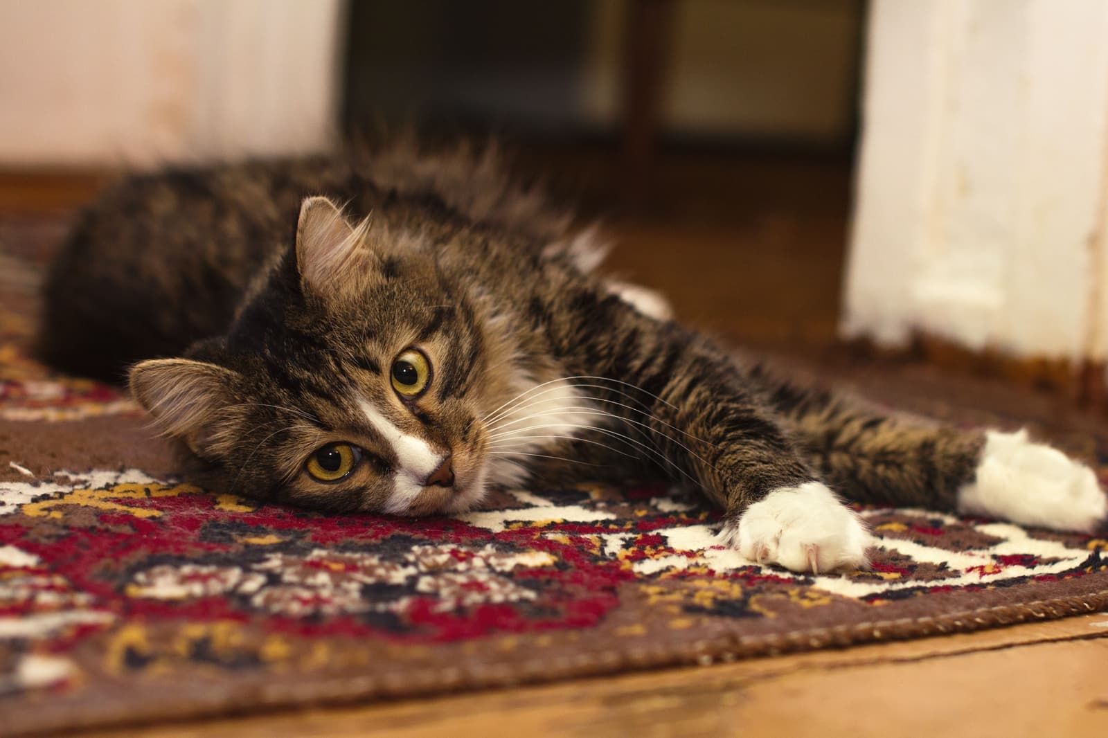 A tabby cat lying on a patterned rug indoors